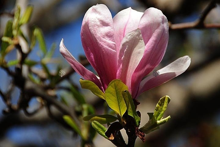 Magnolia Ricki Magnolia C2