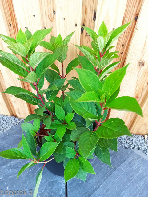 Hortensja bukietowa Vanille Fraise Renhy PBR Hydrangea paniculata