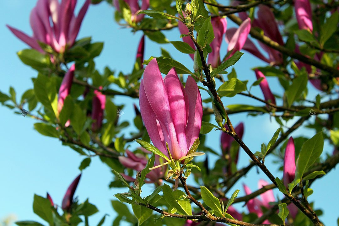 Magnolia Susan Magnolia C5