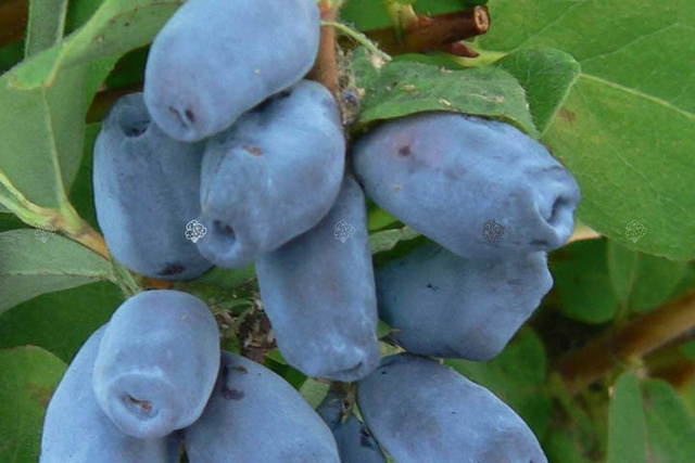 Jagoda kamczacka Sinogłaska Lonicera caerulea var. kamtschatica C2