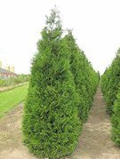 Tuja Atrovirens Thuja plicata C2