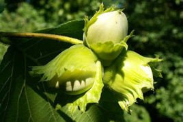 Leszczyna pospolita Corylus avellana