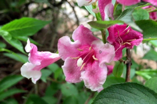 Krzewuszka cudowna Foliis Purpureis Weigela florida C2