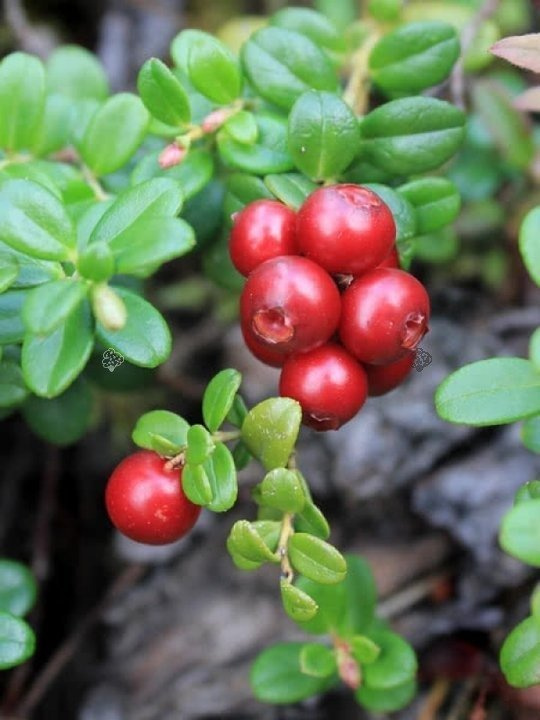 Żurawina wielkoowocowa Mac Farlin Vaccinium macrocarpon C1,5
