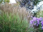 Miskant chiński Kleine Silberspinne Miscanthus sinensis