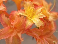 Azalia wielkokwiatowa Csardas Rhododendron (Knaphill) C4