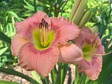 Liliowiec Elegant Candy Hemerocallis P9
