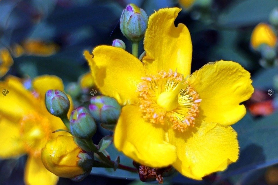 Dziurawiec Hookera Hidcote Hypericum hookerianum C2