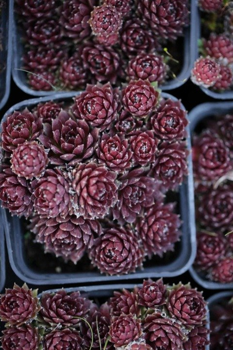 Rojnik pajęczynowaty Cameleon Sempervivum arachnoideum P9