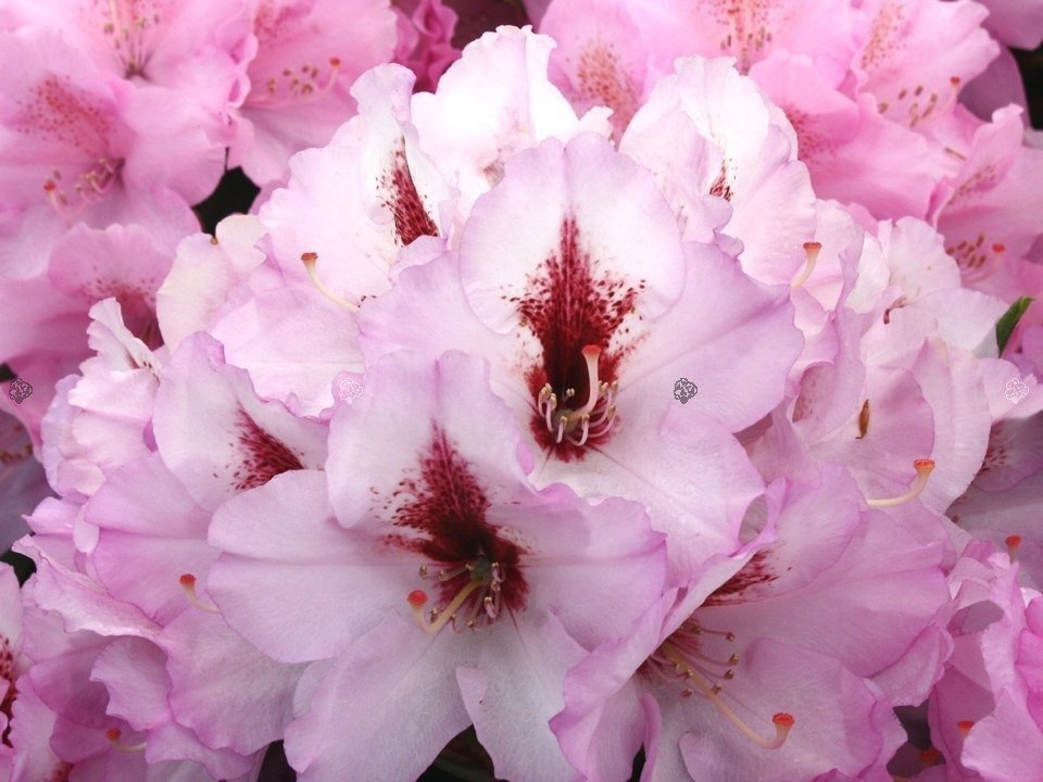 Różanecznik wielokwiatowy Danuta Rhododendron hybridum C2