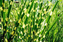 Miskant chiński Zebrinus Miscanthus sinensis C5