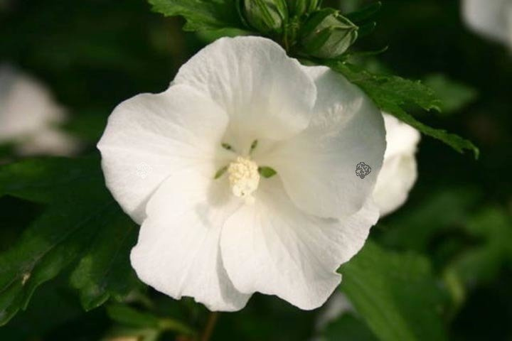 Ketmia syryjska Totus Albus Hibiscus syriacus C2