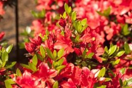 Azalia japońska Juliette PBR Rhododendron obtusum C2