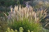 Miskant chiński Adagio Miscanthus sinensis P9