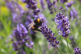 Lawenda wąskolistna Hidcote Blue Strain Lavandula angustifolia P9