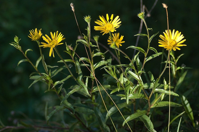 Kołotocznik wierzbolistny Buphthalmum salicifolium P9