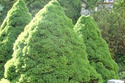Świerk biały Conica Picea glauca C3