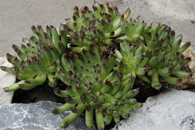 Rojnik Oddity Sempervivum P9