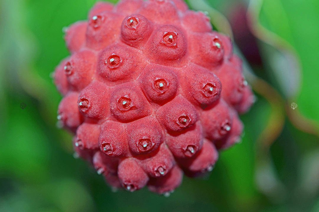 Dereń kousa Cornus kousa C3
