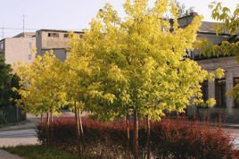 Klon jesionolistny Odessanum Acer negundo