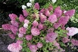 Hortensja bukietowa Sundae Fraise PBR hydrangea paniculata