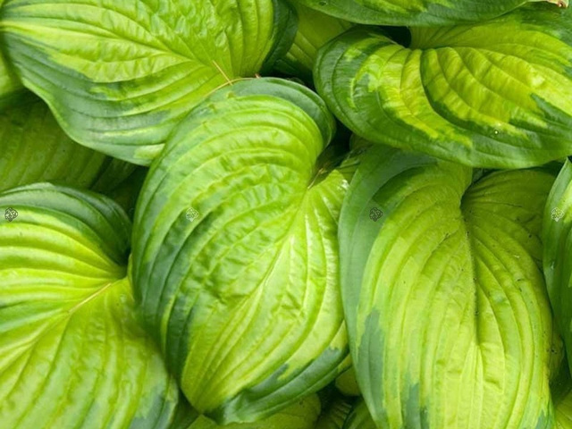 Funkia Stained Glass Hosta C2