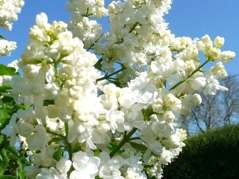 Lilak pospolity Mme Lemoine Syringa vulgaris C2