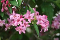 Krzewuszka wczesna Rosea Weigela praecox C2