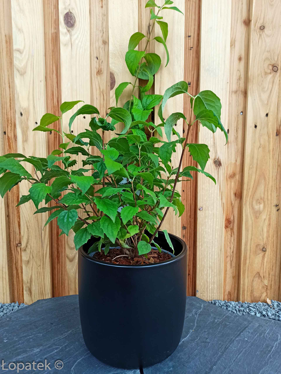 Jaśminowiec Virginal Philadelphus P9