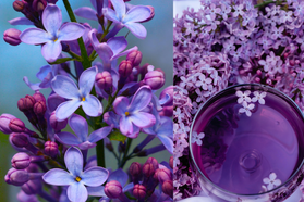 Lilak Meyera Palibin Syringa meyeri C2