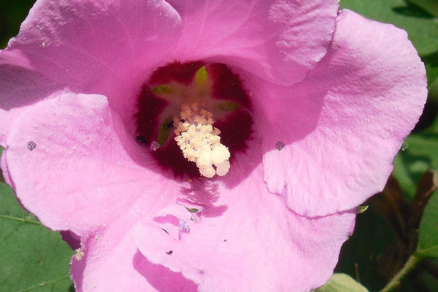 Ketmia syryjska Woodbridge Hibiscus syriacus C2