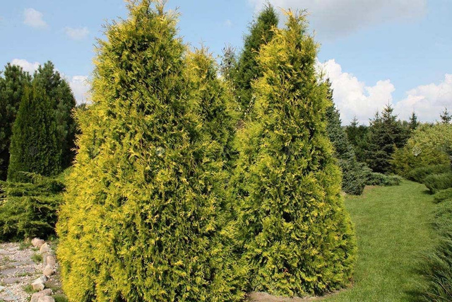 Tuja Europa Gold Thuja occidentalis P9