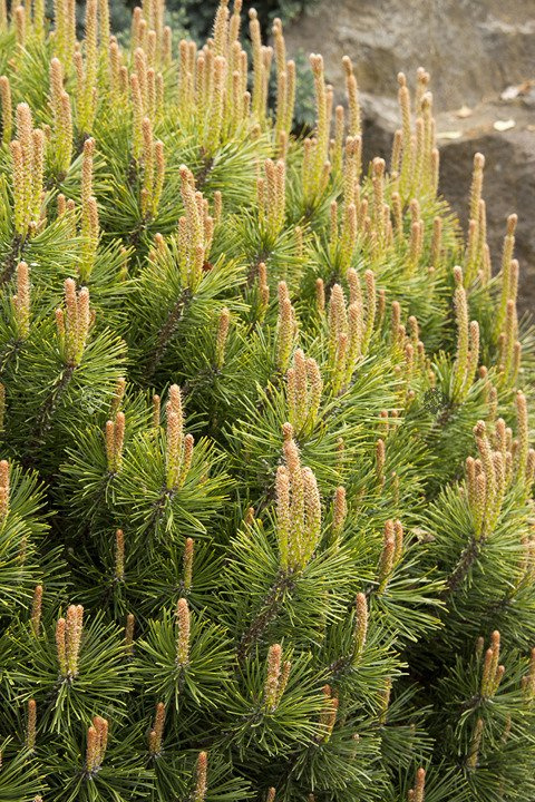 Sosna kosodrzewina Pumilio Pinus mugo P9