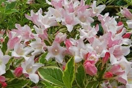 Krzewuszka cudowna Nana Variegata Weigela florida C2