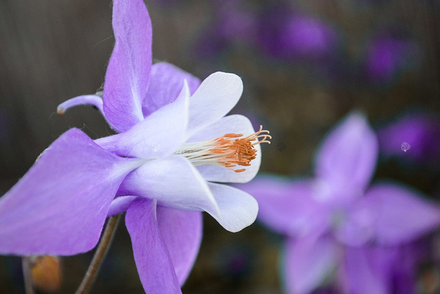 Orlik alpejski Aquilegia alpina P9