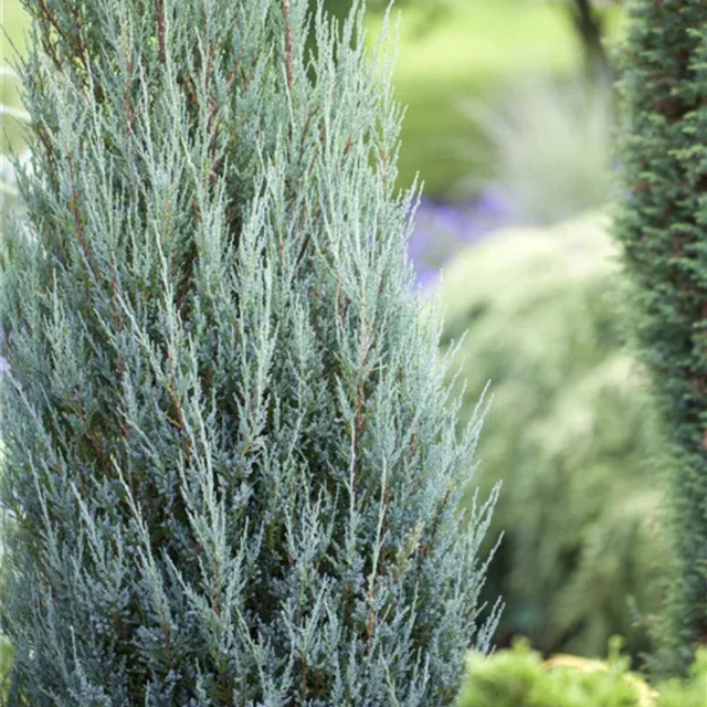 Jałowiec skalny Blue Arrow Juniperus scopulorum C3