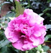 Ketmia syryjska Duc de Brabant Hibiscus syriacus P9