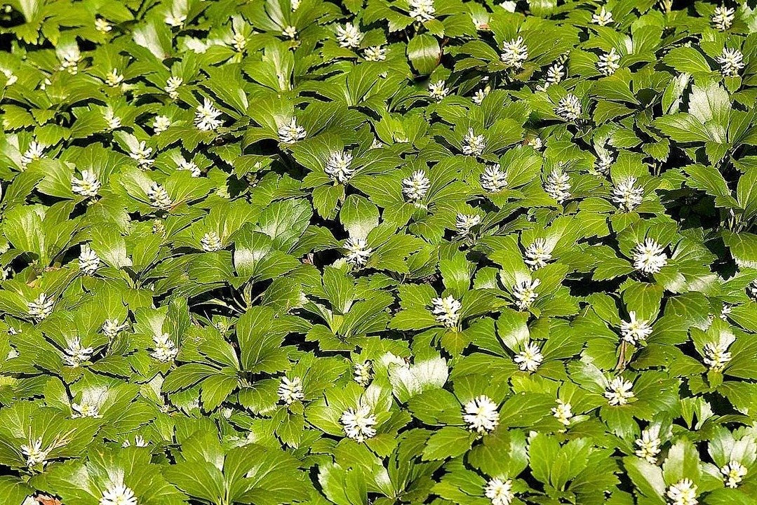 Runianka japońska Green Carpet Pachysandra terminalis