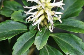 Runianka japońska Green Sheen Pachysandra terminalis P9