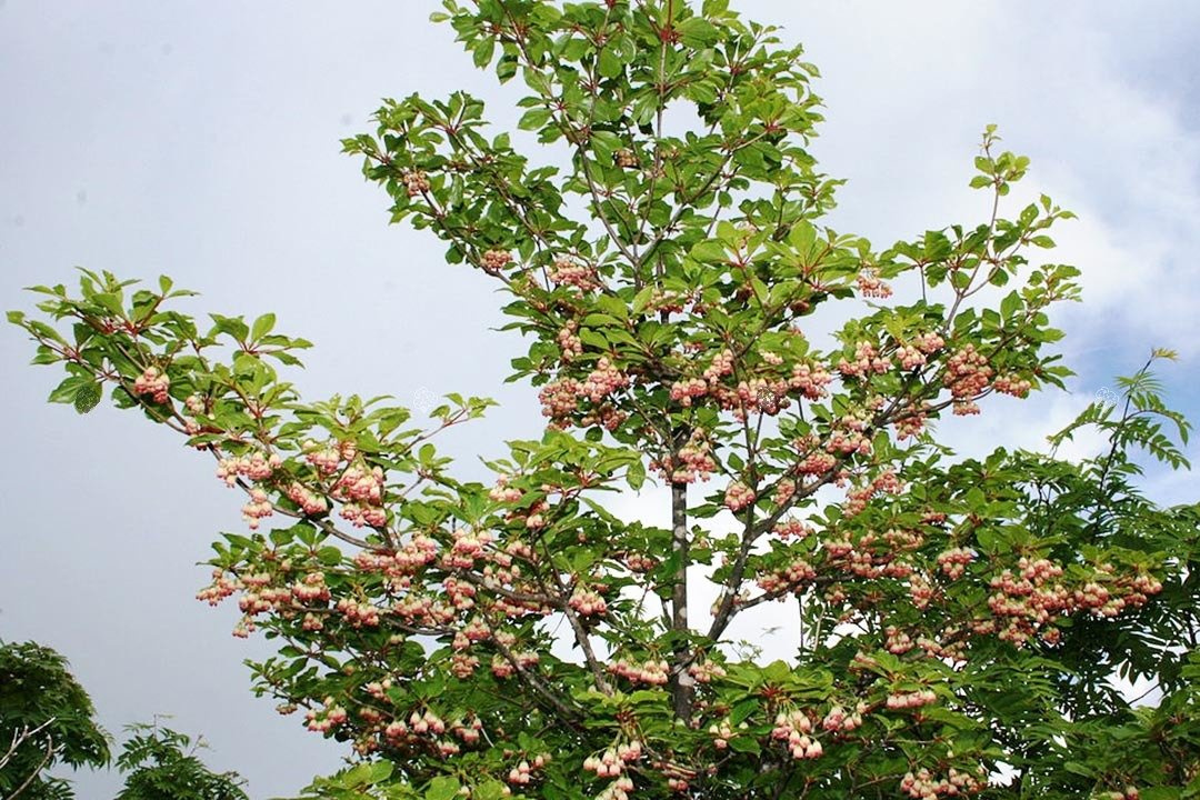 Enkiant dzwonkowaty Enkianthus campanulatus C2