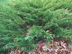 Jałowiec sabiński Mas Juniperus sabina C5