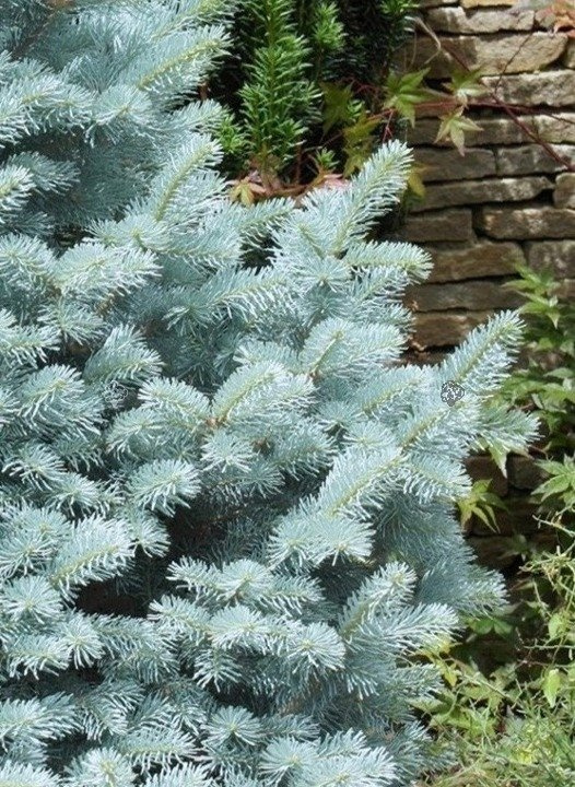 Świerk kłujący Fat Albert Picea pungens C5