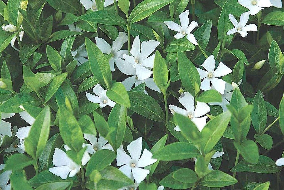 Barwinek pospolity Alba Vinca minor P9