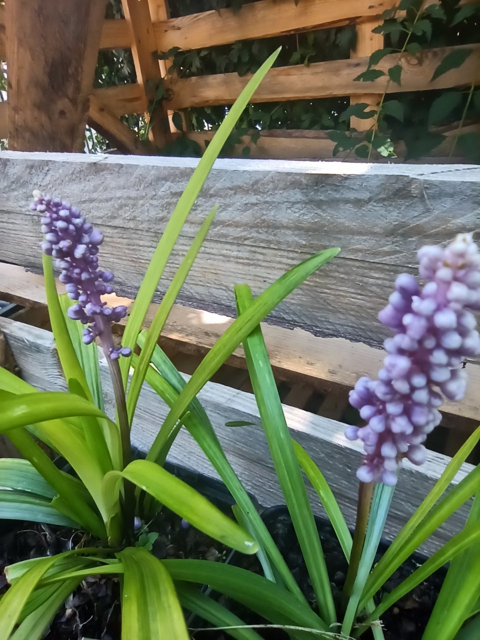 Liriope szafirkowata Big Blue Liriope muscari P9