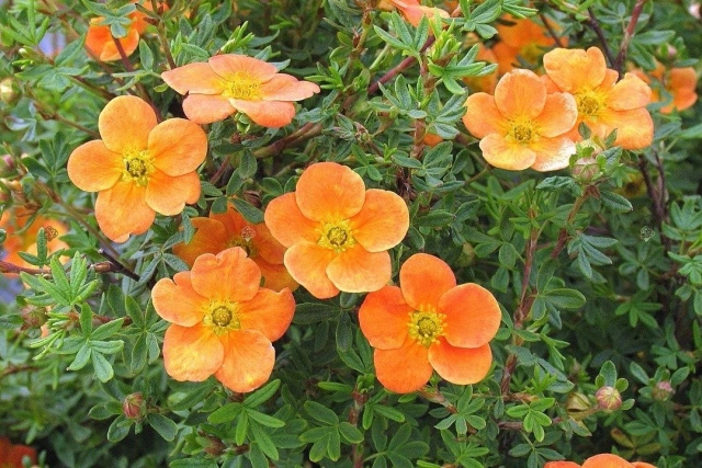 Pięciornik krzewiasty ORANG'ISSIMA PBR Potentilla fruticosa C2