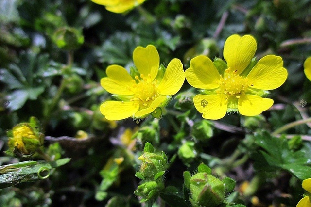 Pięciornik krzewiasty Goldfinger Potentilla fruticosa C2