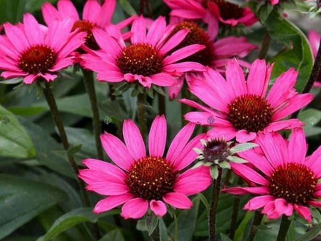 Jeżówka Magenta Pearl Echinacea C3