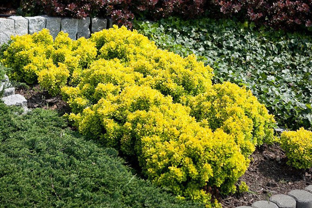 Berberys Thunberga Goldalita Berberis thunbergii P9