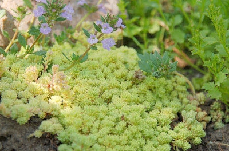 Rozchodnik hiszpański Aureum Sedum hispanicum var.aureum C2