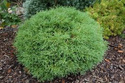 Tuja Mr Bowling Ball Thuja occidentalis C2